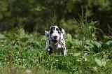 DOGUE ALLEMAND 246